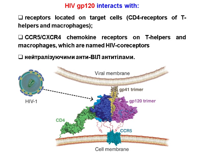 HIV gp120 interacts with:  receptors located on target cells (CD4-receptors of T-helpers and